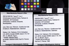 Foto (Objket + Etiketten) von Ambulocapsa novacula (Robins, Feldmann & Schweitzer, 2013) 